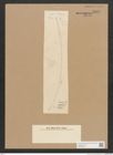Diatomeae indet. Zeichnungen Sammlung Grunow Nr. 4548 (NHMW-BOT-W0372508)